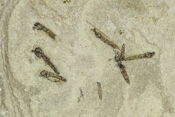 Fossil Crane Fly (Pronophlebia) Cluster - Green River Formation, Utah #111397